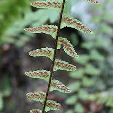 Image result for Asplenium africanum