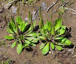 Image result for Plantago