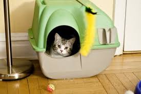 Why Does My Cat Not Cover Her Poop