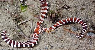 Philippines Mimic Octopus Thaumoctopus Mimicus A Unique Three Tentacled Octopus D1234 1 289 With Images Mimic Octopus Photo Colorful Fish