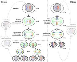 Zellzyklus Mitose Und Meiose Chemgapedia