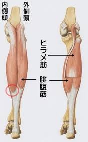 마법과 고교 열등생 5권 택본 31권 32권pdf 입니다. I M Just Running ãµãã‚‰ã¯ãŽã®è‚‰é›¢ã‚Œ èª¬æ˜Ž ãƒžãƒ©ã‚½ãƒ³ ãƒ©ãƒ³ãƒ‹ãƒ³ã‚°éšœå®³1 2