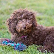 We are a family breeder with almost 20 years experience. 5 Facts About Mini Goldendoodles Greenfield Puppies