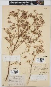 Image result for Vernonia suprafastigiata
