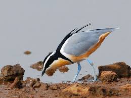 Bird Cleaning Crocodile Teeth Birds Of Africa Flickr Photo Sharing Plover Sea Birds Mythical Birds