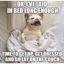 Cute French Bulldog Sleeping Meme Bulldog Funny Bones Funny Funny