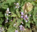 Image result for Triaspis dumeticola