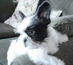 Check spelling or type a new query. Image Result For Frenchie Cross With A Poodle Poodle Mix Maltipoo Images Stock Photos Vectors Shutterstock Malte Cute Dogs And Puppies Bulldog French Bulldog