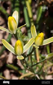 Image result for Albuca setosa