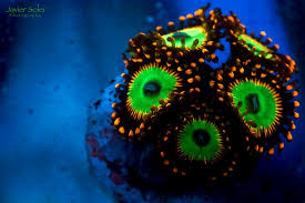 Zoas Palys A Kaleidoscope Of Color Reef2reef Saltwater