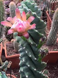Gardener in buenos aires, argentina. Cereus Forbesii Spiralis Cactus Espiral Cuidados Jardin De Suculentas