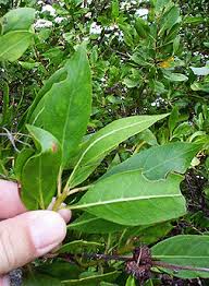 Image result for Conocarpus erectus