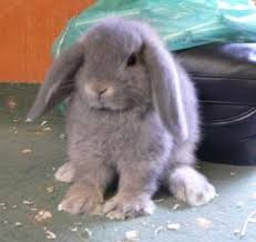 They love to be held, and everyone who has purchased their littermates has had a great time with them! Babies For Sale Rabbits For Sale Mini Lop Rabbit Mini Lop