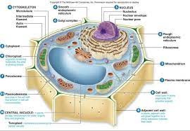 Nah, pada artikel inilah akan kita bahas secara lengkap dan detail tentang sel pada tumbuhan, terutama struktur sel tumbuhan dan fungsinya. Sel Tumbuhan Dan Fungsinya Lengkap Penjelasan Gambar
