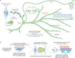 Local Translation In Neurons Visualization And Function Nature Structural Molecular Biology