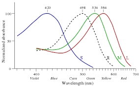 Pin On Vision And Visual Processing
