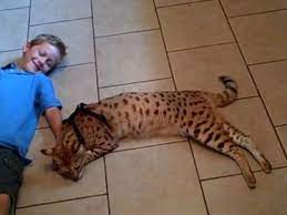 Obèse, le chat a été pris en charge par une équipe de vétérinaires pour retrouver sa forme d'antan ! Avec 43 4 Cm C Est Le Plus Grand Chat Du Monde Actualite Chat Santevet