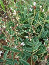 Image result for Ophrestia