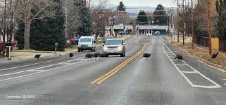 Anyone do residential snow removal in the heights?