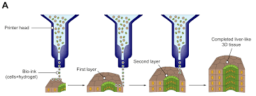 Javascript enabled (internet explorer users) activex controls enabled Tissue Engineering Of The Biliary Tract And Modelling Of Cholestatic Disorders Journal Of Hepatology