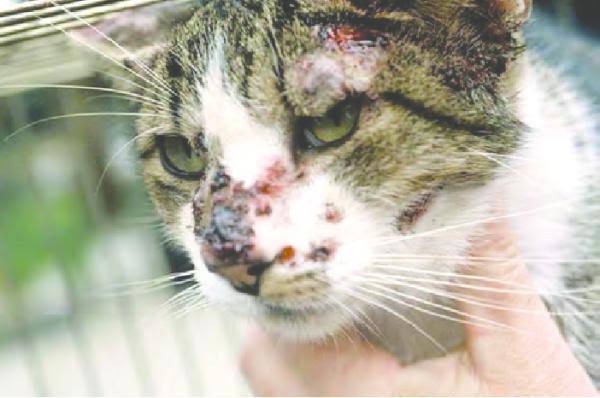 Resultado de imagem para imagens de gatos esporotricose"