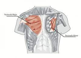 Description the pectoralis major is the most superficial muscle in the pectoral region. How To Develop A Man S Pectorals With Strength Training Exercises Chest Muscles Chest Workouts Best Chest Workout