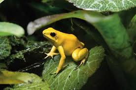 Poisonous Dart Frog The Size Of A Paper Clip Just Touching It Can Kill A Grown Man Animals Dangerous Animals Dart Frog