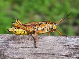 短脚亚目, 虴蛨, 蚱蜢, 蚂蚱 (zh) caelifera. Tsammalex Caelifera Grasshoppers And Locusts