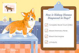 Signs Of And Info On Kidney Disease In Dogs