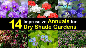 Anything in between and you should look for plants for part sun/part shade. 14 Impressive Annuals For Dry Shade Gardens