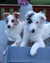 Hi! My name is Hawkeye! I am a 1-year-old male Australian Shepherd ...
