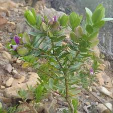 Image result for Polygala myriantha