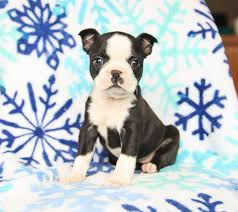 Our boston terriers are $2250 for a pet home (limited. Boston Terrier Puppies Illinois For Sale Pets Lovers