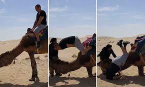 A couple made for each other. Tourist Face Plants While Dismounting A Camel In Algeria Daily Mail Online
