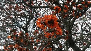 Image result for Vitellariopsis kirkii