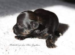 Welpen in brandenburg und umgebung auf snautz.de kaufen und kostenlos verkaufen. Antonia Katharina Tessnow Aus Dem Alten Jagdhaus Bolonka Zwetna Zucht Zuchter Welpen Kaufen Hunde Babies Kleinhunde Mecklenburg Deutschland Hamburg Berlin Brandenburg 4 Bolonka Zwetna Zucht