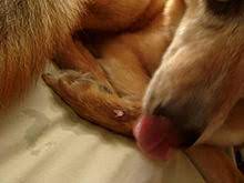 Wound Licking Wikipedia