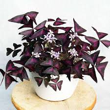 Image result for Oxalis purpurascens