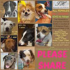 These Females Ranging In Age From 1 Year To 8 Years Need A Rescue Or Adoption Asap If You Are A Rescue Or Know A Rescu Animal Companions Adoption Hawkesbury