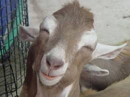 Makanan kambing adalah jenis pakan yang cocok diberikan pada kambing. Khasiat Dan Kelebihan Daging Kambing Naslive Pages