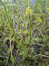 Image result for Rorippa nudiuscula