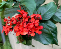 Image result for Clerodendrum splendens