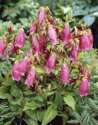 Campanula Punctata Hot Lips Bell Flower From Van Bloem Gardens Campanula Punctata Little Garden Flowers