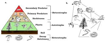 Decomposers or detrivores also are part of this food chain. Trophic Species Wikipedia