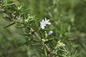 Rosemary Plant Types Varieties Of Rosemary Plants For The Garden 2019 Flowers Decor Rosemary Plant Plants Planting Herbs