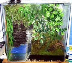See more ideas about dumpy tree frog, frog, tree frogs. Frogs Vivarium Pics Tree Frog Terrarium Frog Terrarium Whites Tree Frog