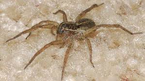 They are hairy, typically brown to gray in color, and have various markings or lines. 10 Best Ways To Get Rid Of Wolf Spiders Pro Exterminator Tips