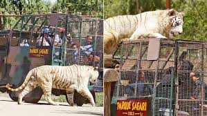 It small collection of species comes mainly from rescued animals and most of them are set free in huge exhibits where you can interact with them riding specially conditioned vehicles with all the security needed to allow you to be just centimeters away from lions and white tigers. Xc1ex46busjeum