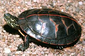 southern painted turtle