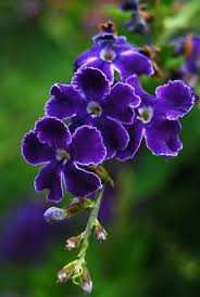 Le risposte per i cruciverba che iniziano con le lettere i, ir. Pin Di Ildiko Fazekasne Ozsvath Su Bokeh Natur Stadt Land Fiori Esotici Giardino Viola Piantare Fiori